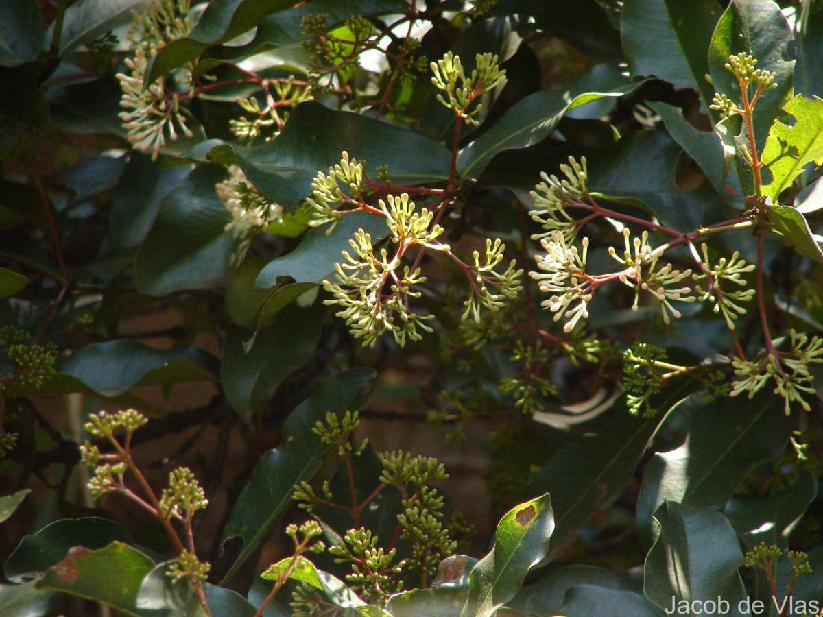 Ixora pavetta Andrews